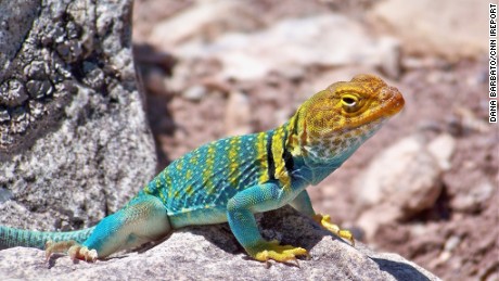 I captured this photo in August of 2009 near Page, Arizona using a Kodak EasyShare point and shoot 30x zoom.  
I was on vacation and we were hiking in the desert when we came across this absolutely vivid collared lizard who patiently posed for us while we took dozens of photos. 

