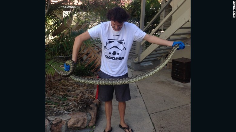 The second nearly 8 foot python snake catcher Elliot Budd removed from a woman&#39;s toilet. 