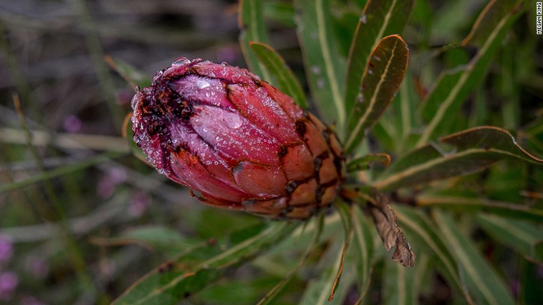 The diverse protea plant family is named after the Greek god Proteus, who could change his form at will. 