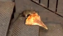 pizza rat ny viral moos pkg erin_00001201.jpg