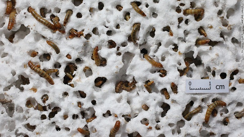 It&#39;s mealtime for these mealworms, which researchers have found are able to eat Styrofoam. The waste they produce from these dubious snacks is biodegradable.