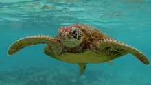 biofluorescent turtle discovered glowing reptile solomin islands orig_00013907.jpg