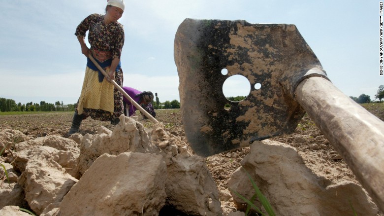 Uzbek farmers working on cotton farms outside the capital, Tashkent. 