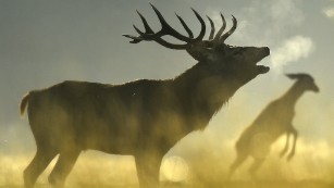 A stag Red deer barks in the morning sun in west London's Richmond Park. The Royal Park has had Red and Fallow deer present since 1529, and early autumn sees the breeding season begin for the herd of over 600 animals.