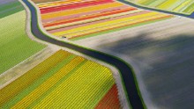 From this high up, the tulip fields of Holland appear like perfect ribbons of color threaded across the landscape.