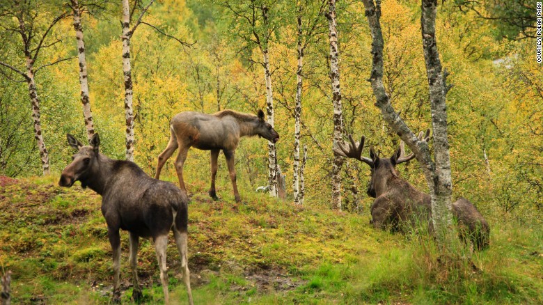 Moose roam a large enclosure at  Polar Park Arctic Wildlife Center in northern Norway.