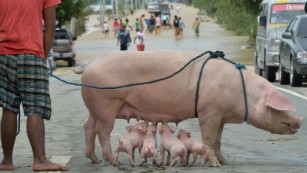 A resident stands with his rescued sow and suckling piglets as people (background) wade through a flooded highway in Santa Rosa town, Nueva Ecija province, north of Manila on October 19, 2015, a day after typhoon Koppu hit Aurora province. Residents of flooded farming villages in the Philippines were trapped on their rooftops October 19 and animals floated down fast-rising rivers, as deadly Typhoon Koppu dumped more intense rain. AFP PHOTO / TED ALJIBE        (Photo credit should read TED ALJIBE/AFP/Getty Images)