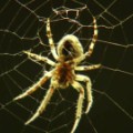 thousands of spiders bridge ohio pkg_00001901.jpg