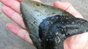 Prehistoric shark teeth washes up beach pkg_00002515.jpg