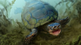 An artist's depiction of the turtle Arvinachelys goldeni as it would have appeared in life 76 milion years ago in southern Utah.