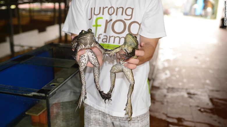 151025224655-singapore-frog-farm-7-exlarge-169.jpg