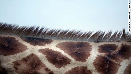 The neck of a giraffe is seen at Lake Nakuru National Park in Kenya.