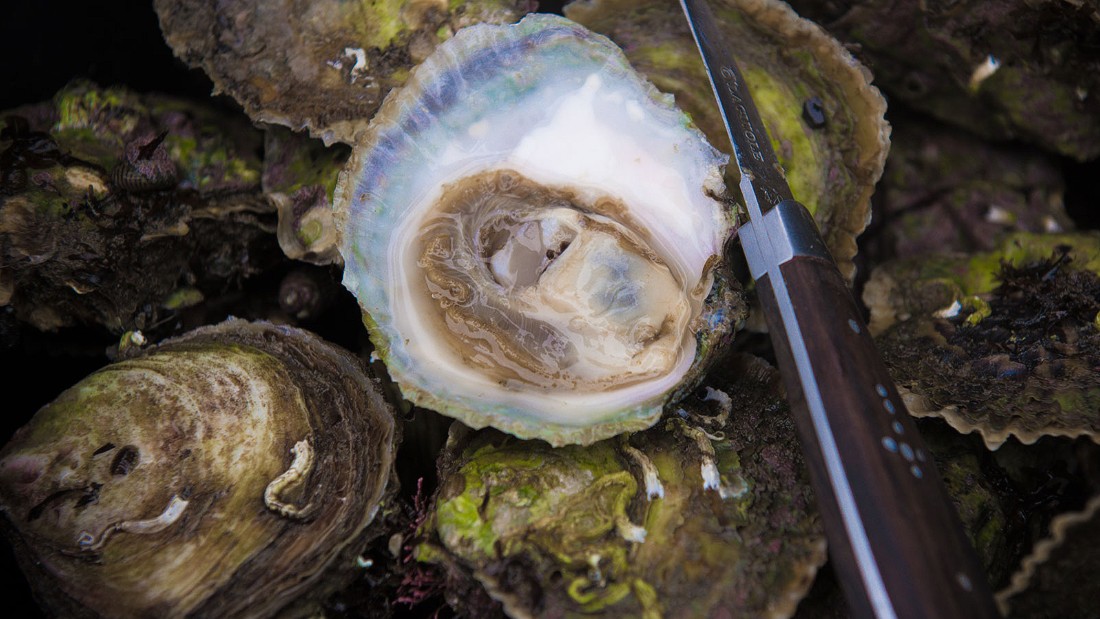 Kneedeep dining Oyster safari off coast of Denmark