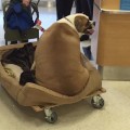 flabby dog flying first class moos pkg erin_00002622.jpg