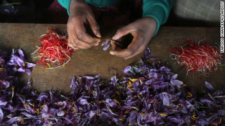 A Kashmiri farmer sorts saffron from flowers inside their house after picking them from a saffron field in Pampore, the summer capital of Indian Kashmir. Pampore is famous for its high quality saffron. Kashmir is the only place in India, and one of the few places in the world, where the world's most expensive spice grows.