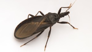 Closeup of a poisonous "kissing bug," also called an "assassin bug," spreader of Chagas disease.