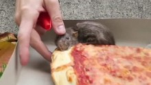 Pizza rat replica moos dnt erin_00000508.jpg