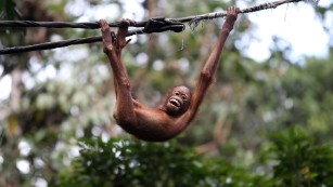A young orangutan plays on a rope at the Sepilok Orang Utan Sanctuary.  