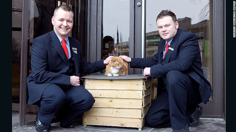 For years, Manchester Airport had a mascot in Olly, a one-eared tabby that wandered into the airport and called it home. 