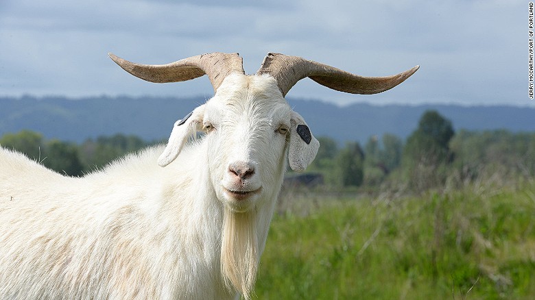 Port of Portland employed goats to manage vegetation around the airport.