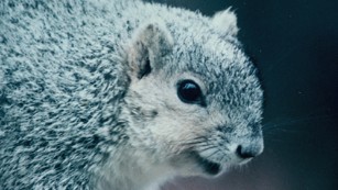 Delmarva Fox Squirrel. Photo by Rick Abend
USFW
