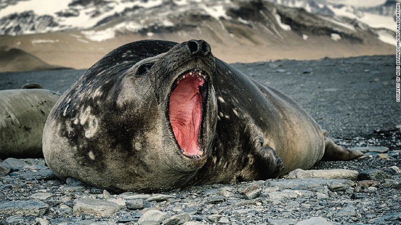 There are two species of elephant seal: Southern elephant seals are found in Antarctica. 