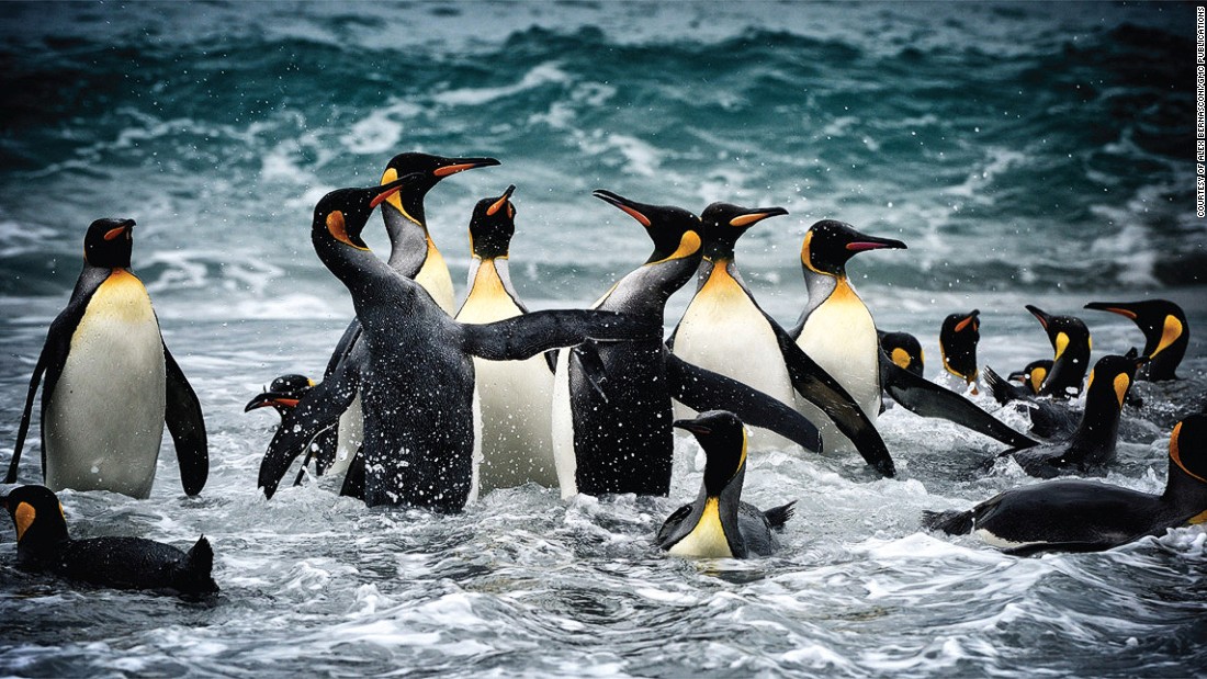 Award-winning nature photographer Alex Bernasconi&#39;s new book &quot;Blue Ice&quot; is a stunning set of wildlife and landscape images captured during an expedition to Antarctica. These king penguins were spotted at Salisbury Plain in South Georgia. 