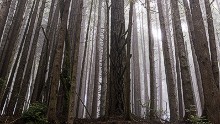 The thrilling speedbike chases in "The Return of the Jedi" through the forests of Endor -- the home of the furry Ewoks -- were filmed among California's giant redwoods.