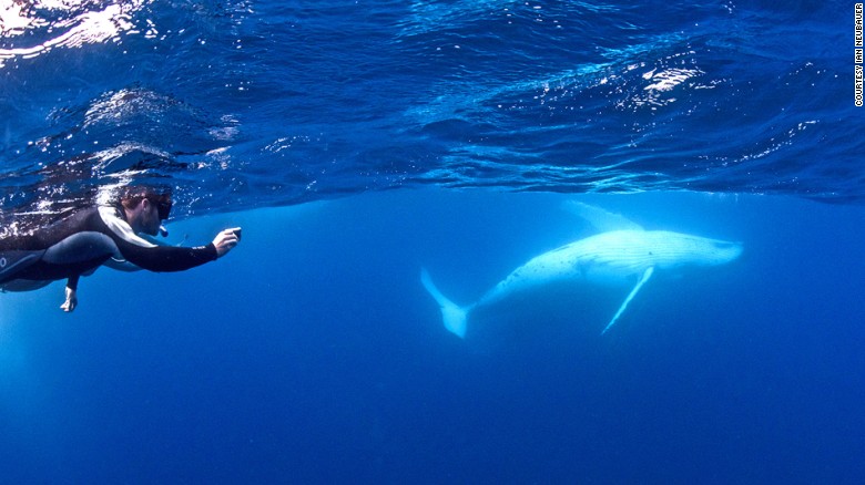 It&#39;s almost certain you&#39;ll see a humpback whale, but whether it will want to swim with you depends on luck.