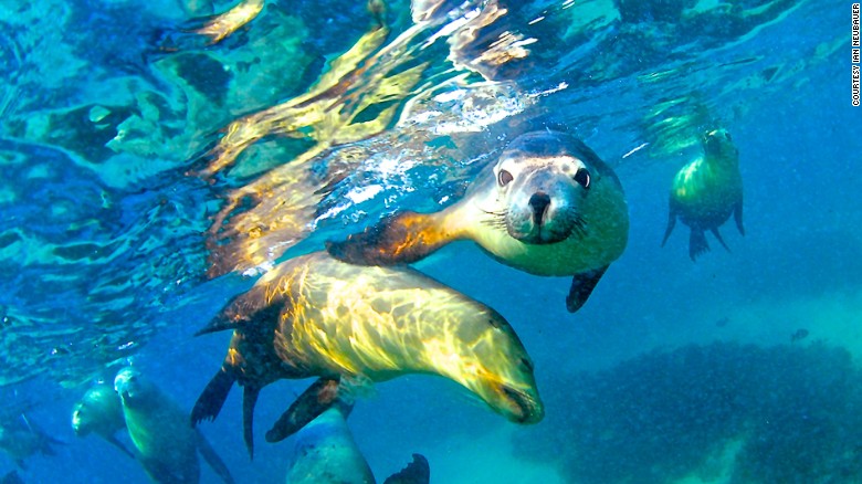 The largest remaining colonies of Australian sea lions are found on the islands of South Australia. Among them, Hopkins Island is the the most accessible destination to see the adorable mammal.