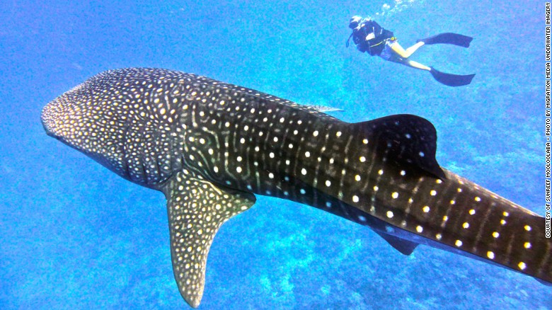 Despite being the largest fish on the planet, the Whale Shark is a gentle swimming companion. South Ari Atoll, a ring of 120 sunny islets in the Maldives, is a regular hangout for these sea giants.