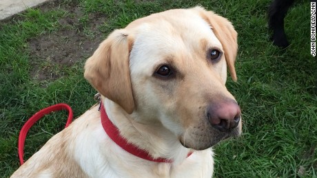 Kiwi, a yellow Labrador, is a former guide dog. She's a fantastic problem solver.  Any dog has a powerful sense of smell, but hunting dogs like Kiwi are more easily trained.