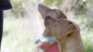 Fifteen-month-old Florin is young, but she's already showing promise detecting cancer. She's a fox red Labrador, just like her aunt, Daisy. She was bred with the hope that Daisy's cancer-sniffing DNA would run in the family. Behind her, Midas, a white-haired Hungarian vizsla, was initially trained to detect bed bugs. Now, she sniffs out cancer. Midas is a diva. She sits on Guest's chair when she isn't there, and bosses other dogs around.