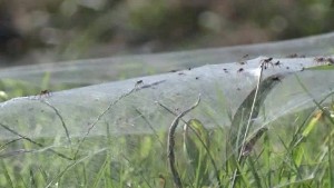 spiders take over tennessee neighborhood pkg_00005810.jpg