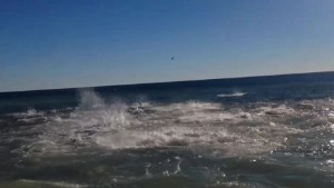 shark feeding frenzy shore panama city beach fl _00005216.jpg