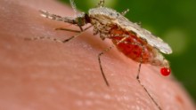 151124141940-malaria-mosquito-anopheles-