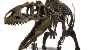 BILLINGSHURST, ENGLAND - NOVEMBER 19:  An Allosaurs nicknamed 'Young Al' estimated to sell for 300,000 - 500,000 GBP is displayed at Summers Place Auctions on November 19, 2015 in Billingshurst, England. This juvenile dinosaur's remains, which are extremely rarely found, are 150-155 million years old and were discovered in Wyoming, USA. Summers Place Auctions Third Evolution Sale of taxidermy, fossils and minerals will take place on November 25.  (Photo by Rob Stothard/Getty Images)