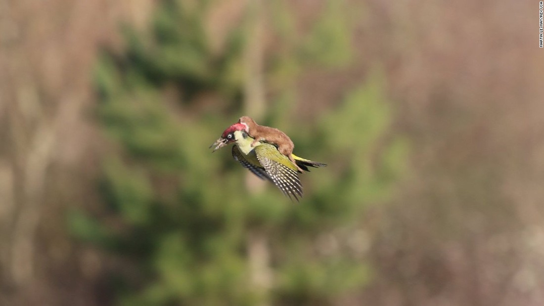<strong>March 2:</strong> A weasel hitches a lift on the back of a woodpecker near London. The image, credited to amateur photographer Martin Le-May, <a href="http://www.cnn.com/2015/03/03/europe/uk-woodpecker-weasel/index.html" target="_blank">went viral on Twitter</a> after it was posted by photographer Jason Ward. Le-May told British television channel ITV that he had been walking with his wife in Hornchurch Country Park when they heard "a distressed squawking" noise and spotted the woodpecker. "Just after I switched from my binoculars to my camera, the bird flew across us and slightly in our direction; suddenly it was obvious it had a small mammal on its back and this was a struggle for life," Le-May said. Eventually, Le-May told ITV, the weasel lost its grip and the bird flew away.