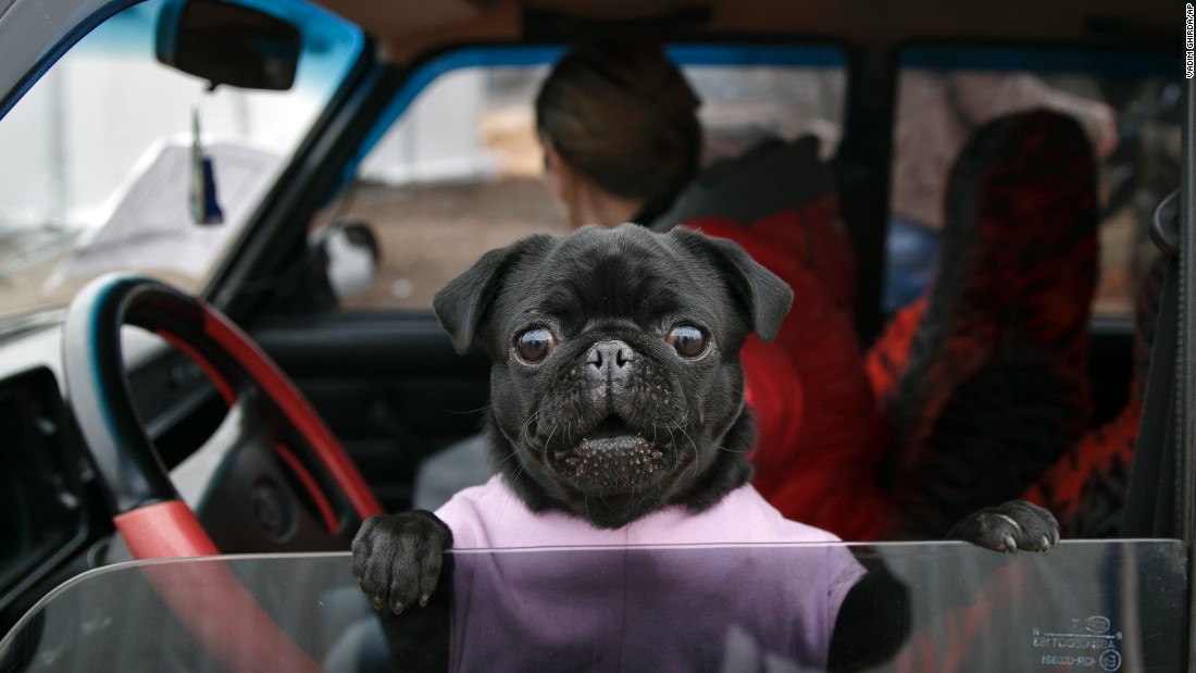 &lt;strong&gt;March 3:&lt;/strong&gt; A dog looks out of a car at an army checkpoint near Kurakhove, Ukraine.