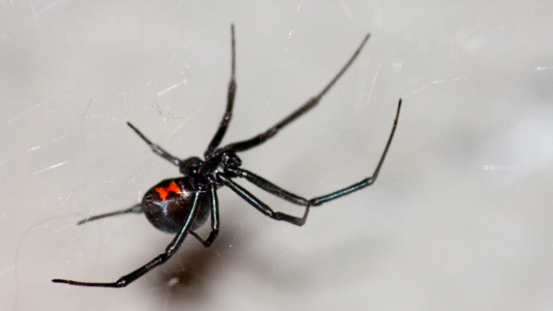 What this itsy bitsy virus took from spider