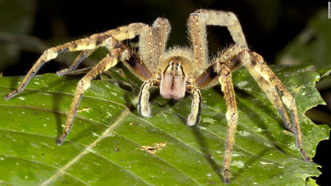 the-world-s-most-dangerous-spiders