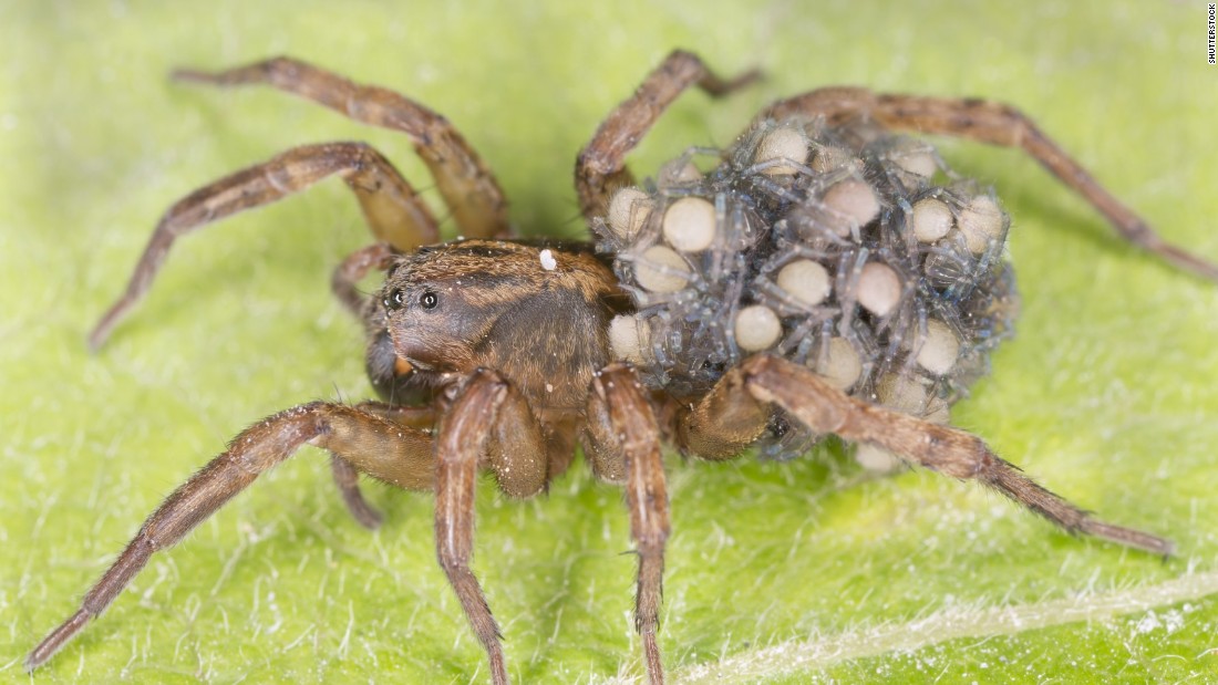 wolf spider poisonous