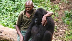 Patrick Karabaranga, a warden at the Virunga National Park, sits with an orphaned mountain gorilla in the gorilla sanctuary in the park headquarters at Rumangabo in the east of the Democratic Republic of the Congo on July 17, 2012. The Virunga park is home to some 210 mountain gorillas, approximately a quarter of the world's population. The four orphans that live in the sanctuary are the only mountain gorillas in the world not living in the wild, having been brought here after their parents were killed by poachers or as a result of traffickers trying to smuggle them out of the park. "They play a critical part in the survival of the species" says Emmanuel De Merode, Director for Virunga National Park. He adds that the ICCN does not currently have access to the gorilla sector of the park due to the M23 rebellion. AFP PHOTO/PHIL MOORE        (Photo credit should read PHIL MOORE/AFP/Getty Images)