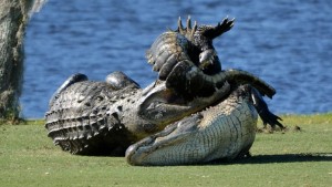 Gators fight on golf course pkg_00004724.jpg