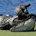 Gators fight on golf course pkg_00004724.jpg