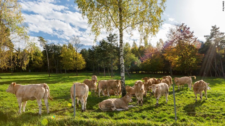Blonde Aquitaine cows on the Polmard farm. 