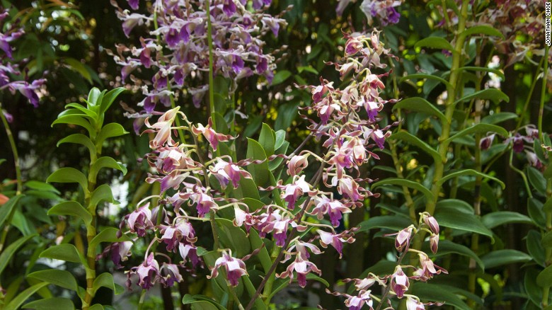 This orchid is named &quot;Dendrobium Margaret Thatcher&quot; after the late UK prime minister, who was nicknamed the Iron Lady. 
