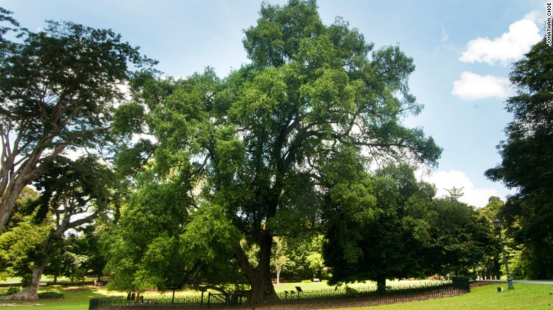 The evergreen Tembusu tree can grow to 40 meters in height. 