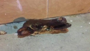 Pig&#39;s head thrown at Philadelphia mosque