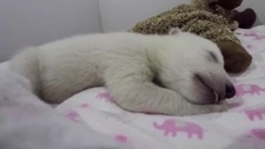 polar bear cub dreaming orig vstan jnd pkg_00001923.jpg